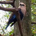 Blue-bellied Roller
