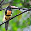 tucan
