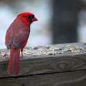 Northern Cardinal