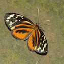 Harmonia tigerwing