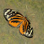 Harmonia tigerwing