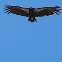 California Condor