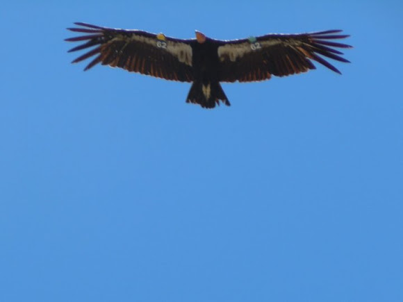 Spotting Image 1