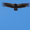 California Condor