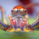Jumping Spider