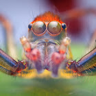 Jumping Spider