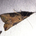 Green Cloverworm Moth
