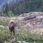 Bighorn
