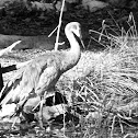 Sandhill Crane