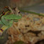 praying mantis