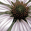 Purple Coneflower