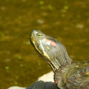 Red-eared slider