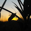 Handicapped Leaf-footed Stink Bug