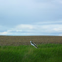 Western Meadowlark