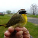 Common Yellowthroat