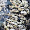 Goose Barnacles