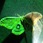 Polyphemus moth (male)