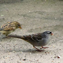 White-crowned Sparrow