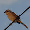 Brown Shrike