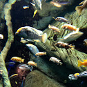 Lake Malawi Cichlids