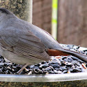 Gray Catbird