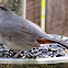 Gray Catbird