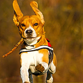 StickSmokin'SuperSmoothie by Mick Brinkmann - Animals - Dogs Portraits ( smoothie )