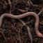Earthworm