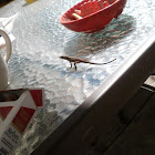 Carolina anole
