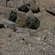 American Pika