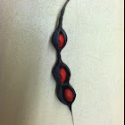 Mexican coral bean