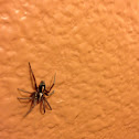 Parson spider