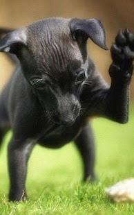 How to mod Miniature Pinscher Wallpapers lastet apk for bluestacks