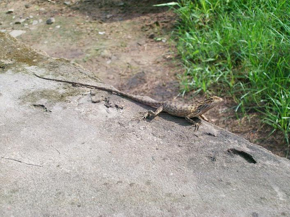 Spotting Image 1