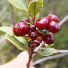 Aladierno, Mediterranean Buckthorn