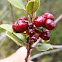 Aladierno, Mediterranean Buckthorn