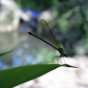Libélula