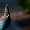 Steller's Jay