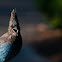 Steller's Jay
