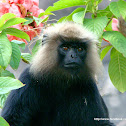 Nilgiri langur