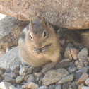 Golden-Mantled Ground Squirrel