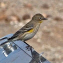Yellow-rumped Warbler