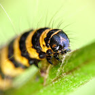 Cinnabar moth (caterpillar), Proporzyca marzymłódka (gąsienica)