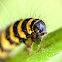 Cinnabar moth (caterpillar), Proporzyca marzymłódka (gąsienica)