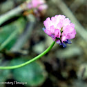 red clover