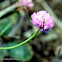 red clover