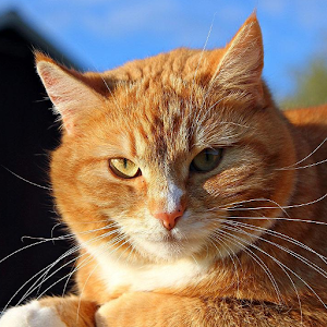 Red Cats Wallpapers.apk 1.0