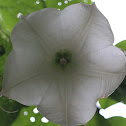 Angel's Trumpet