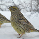 Yellowhammer