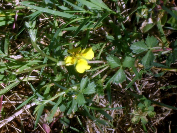 Spotting Image 1